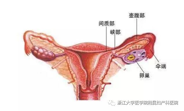 三年不孕有必要做输卵管造影吗,输卵管不育不孕中医秘方