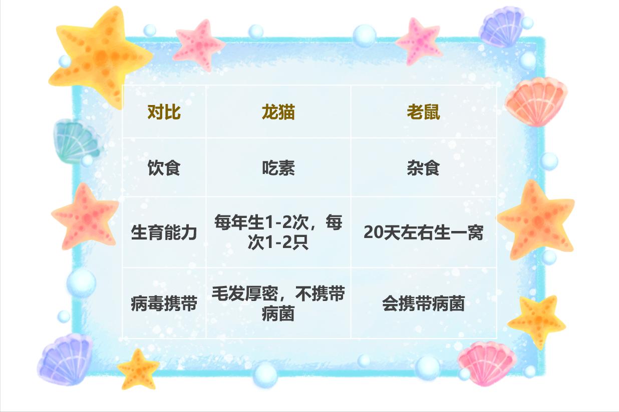 龙猫是猫还是鼠啊,龙猫是猫还是鼠