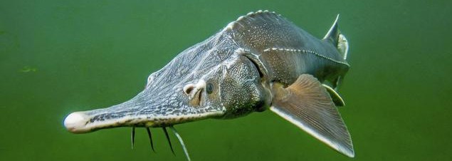 白鲟已经灭绝,中华鲟和长江鲟还好吗?