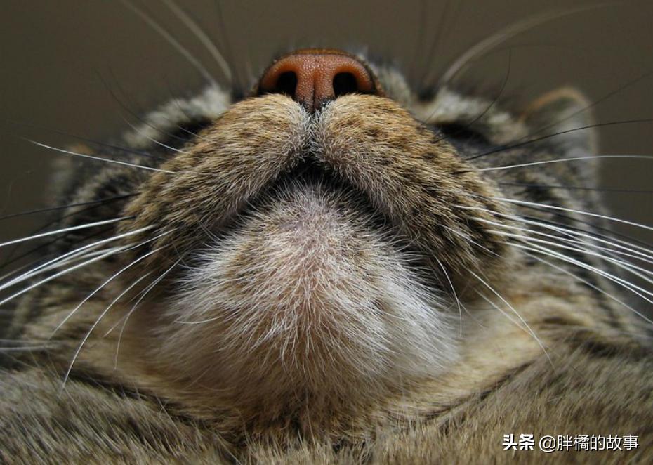 猫胡子越来越长是怎么回事 (猫的胡须变白了说明老了吗)