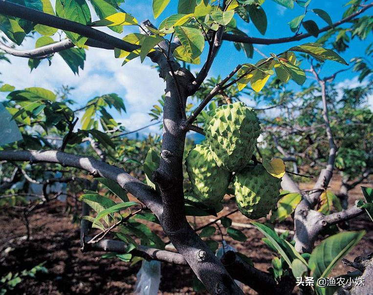 中国进口越南水果2019年 (越南水果为什么要进口)