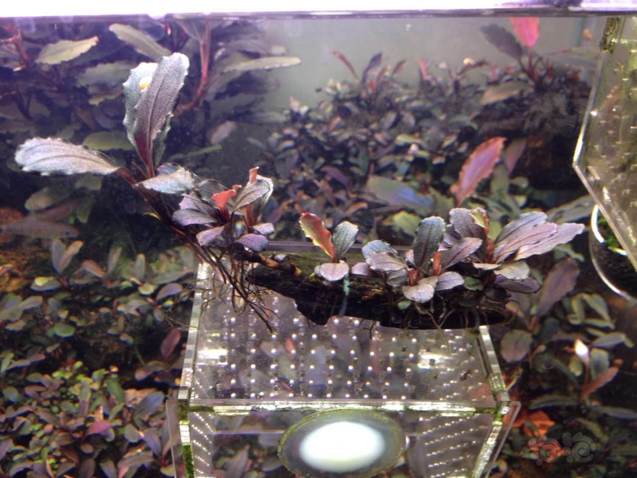 海莲娜辣椒榕和玄武海辣椒榕区别,辣椒榕水草好养吗