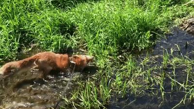 俄罗斯小哥救了兔狲,俄罗斯小哥救了只兔狲