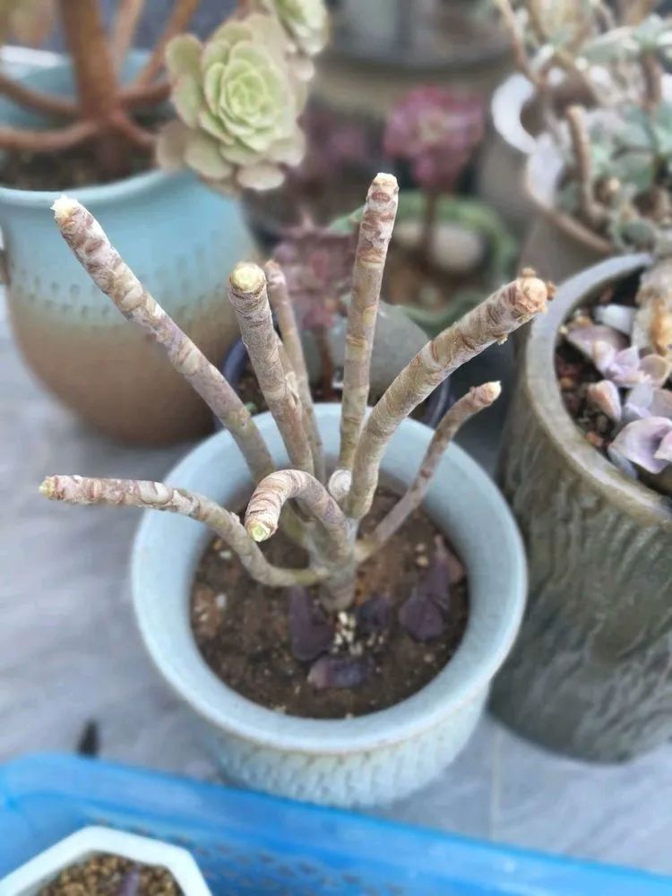 适合从小养到大的多肉,由小到大由浅入深