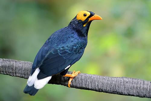 动物舌头的“功能”对于动物来说舌头而是一件“厉害的*器武**”