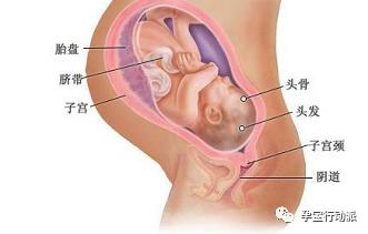 孕期周刊，第三十九周