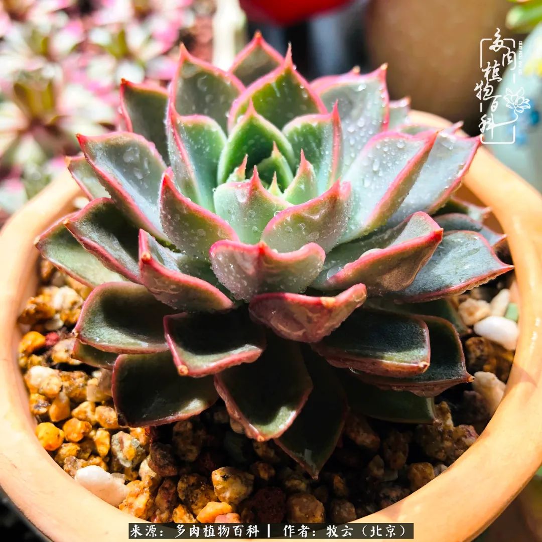 日常生活中常见的多肉植物,多肉植物神奇之处