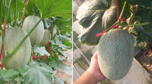 东北小伙在海南种甜瓜,东北小伙在海南种植甜瓜