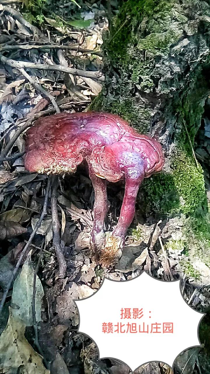 江西省赣北旭山庄园,灵芝旭山庄园