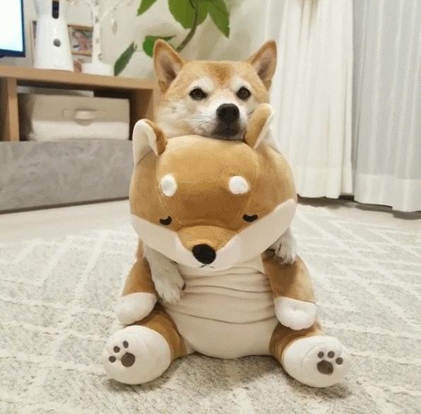 比人还会拍照的狗,简直萌炸朋友圈了