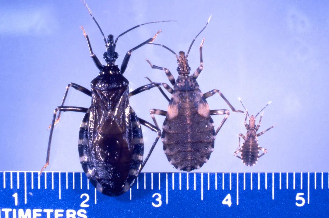 这种小虫有多危险?达尔文也被它咬过,得了终生未治的疾病