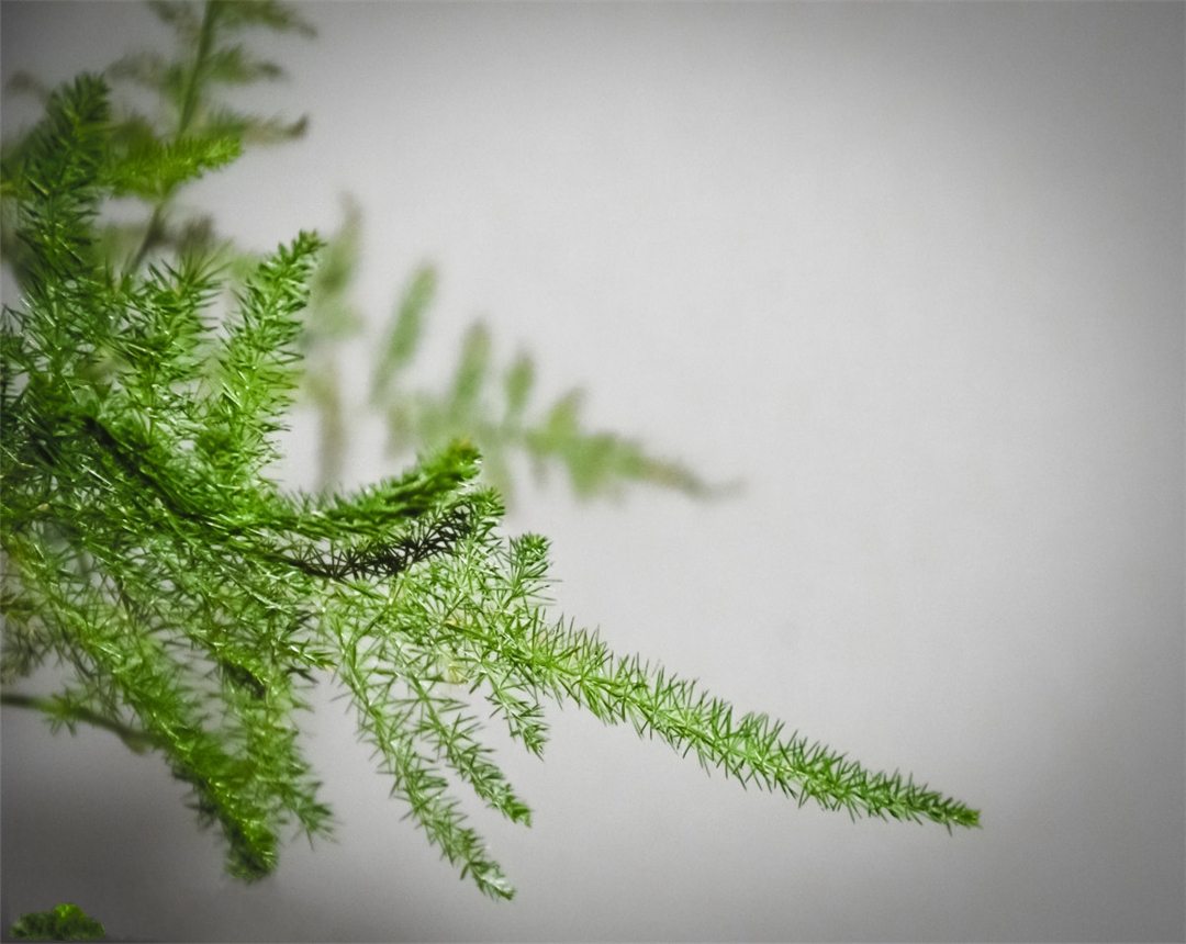 文松怎么养视频,养文松需要注意什么