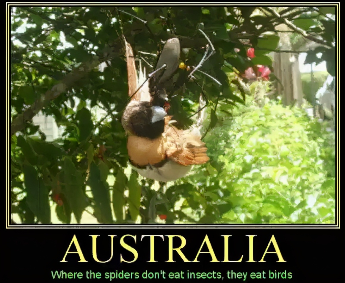 南方蟑螂和北方蟑螂对比恶搞,南方大蟑螂吓哭北方人