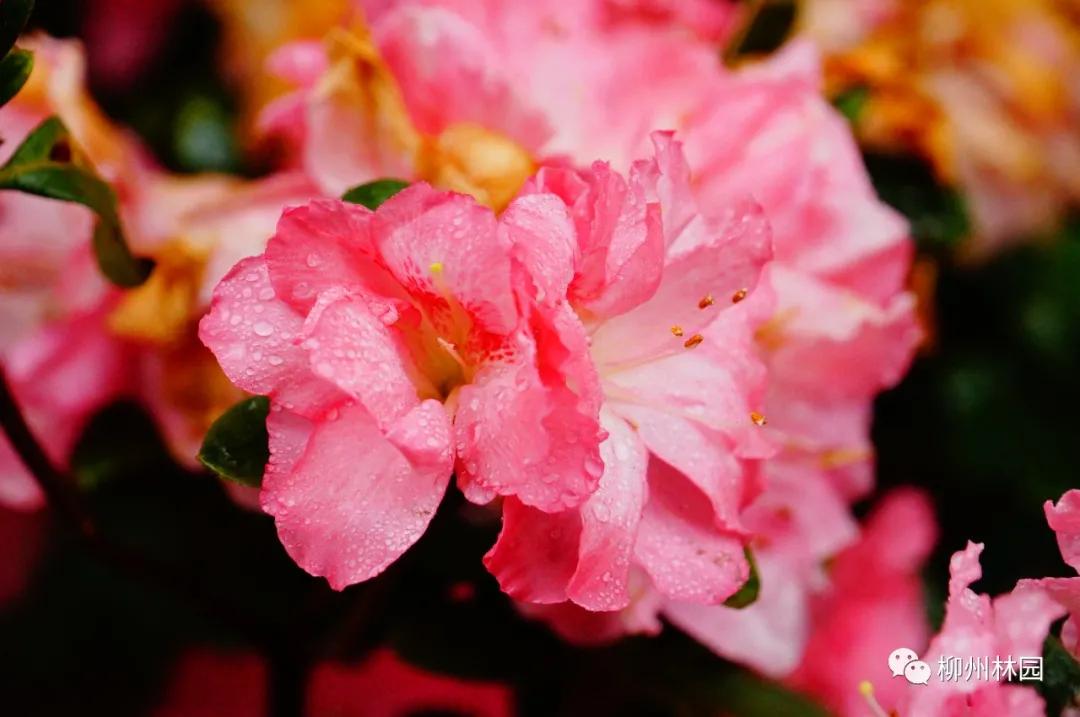 柳州柳侯公园有什么景物,柳州柳侯公园值得打卡