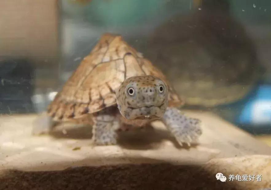 如果你不懂龟，看完之后会想要一只吗？