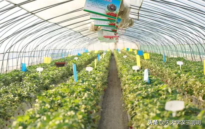 冬季草莓与夏季草莓哪个更有营养,反季草莓适合冬天吃吗