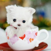 茶杯犬多少一只,茶杯图片分享
