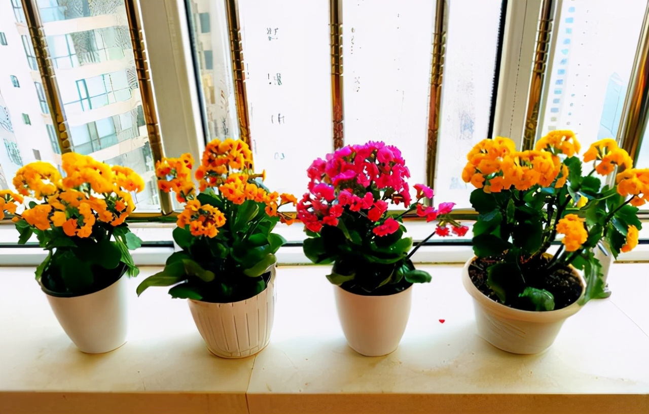 十月适合养什么花,十月现在季节养什么花不怕冷