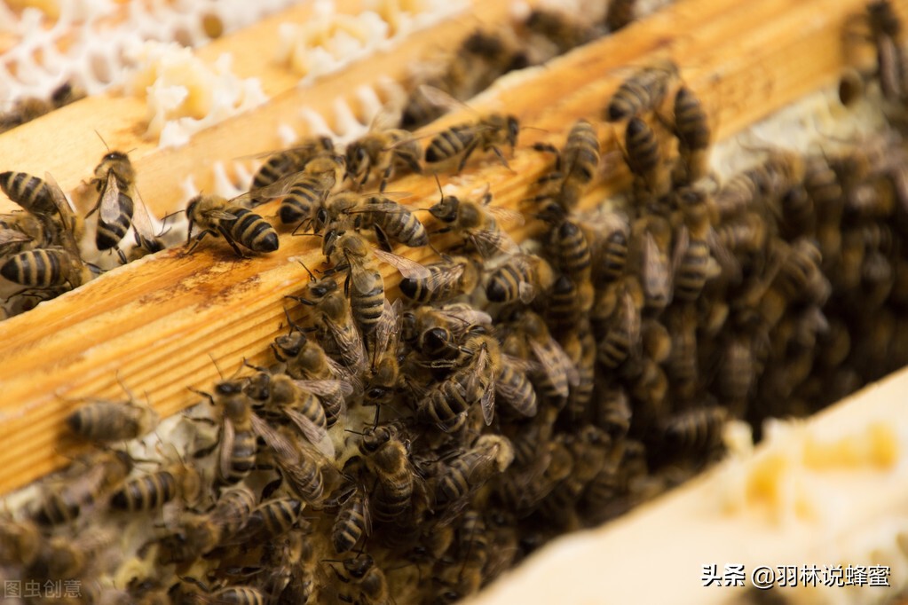 养蜜蜂的蜂农是怎样养蜂的,蜜蜂养殖技术养蜂常识