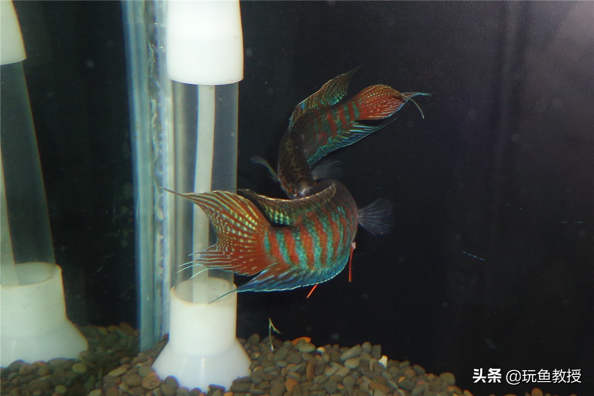 斗鱼争斗,斗鱼相互争斗