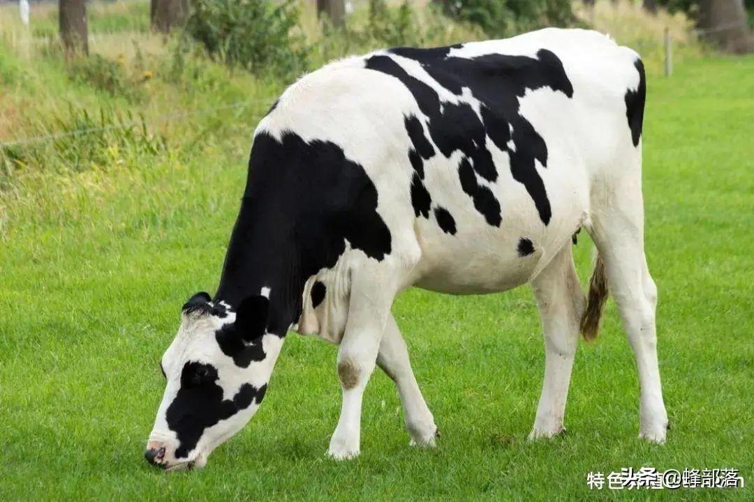 生猪养殖前景和利润,生猪养殖盈利模式