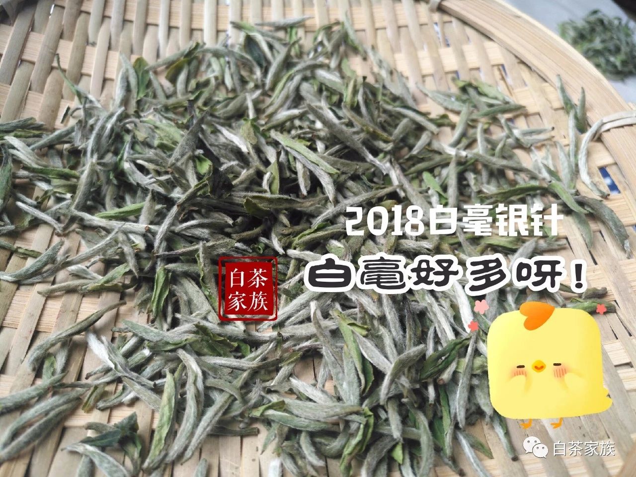 “双十一”购白茶干货：理性消费才划算，现在最适合入手什么茶？