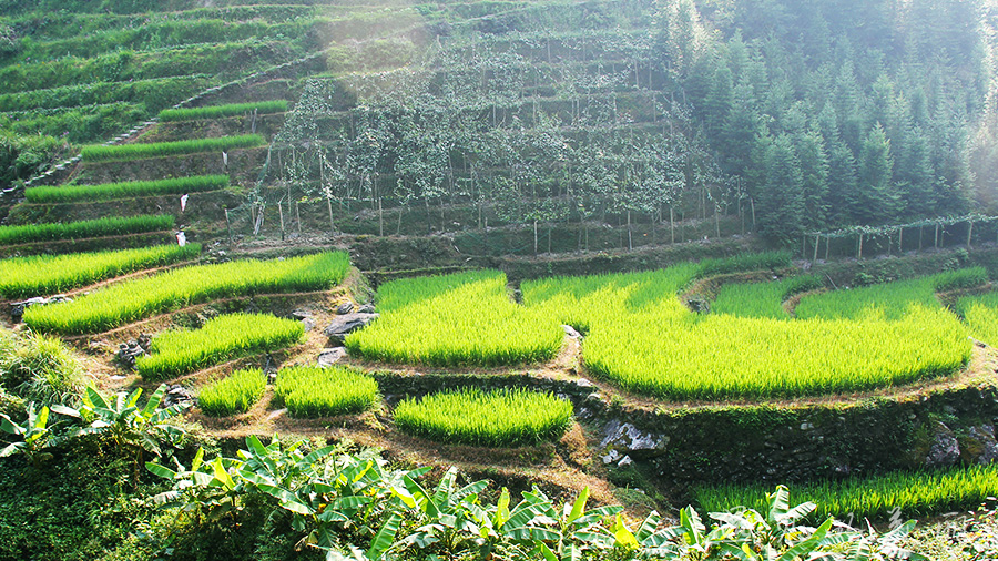 龙脊梯田风景区被破坏过吗,桂林龙脊梯田最全攻略