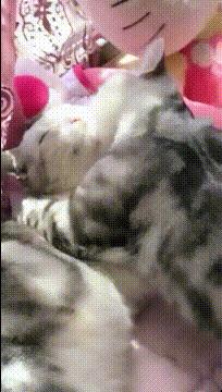 三个傻子跟我一块踢球gif,和两傻子在一起踢球gif