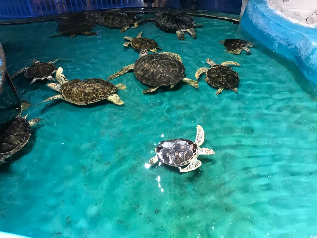 济南动物王国一日游详细攻略,济南一日游动物园