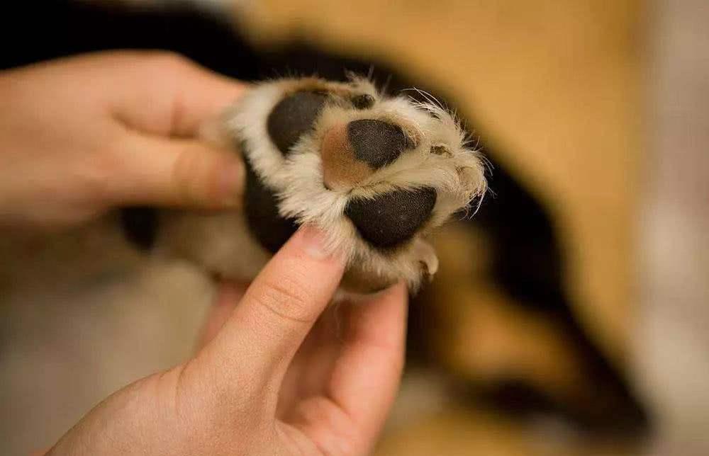 狗狗也会脚臭？原因和解决方法在这里