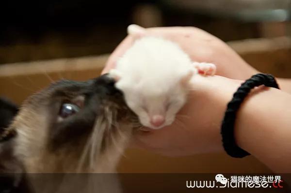 猫咪品种大盘点3:暹罗猫