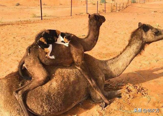 可以扩展的折叠行李箱,容量大又轻便的行李箱