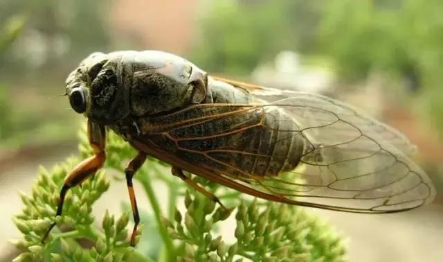 又到蝉鸣季节,又到麦收的季节儿时的记忆