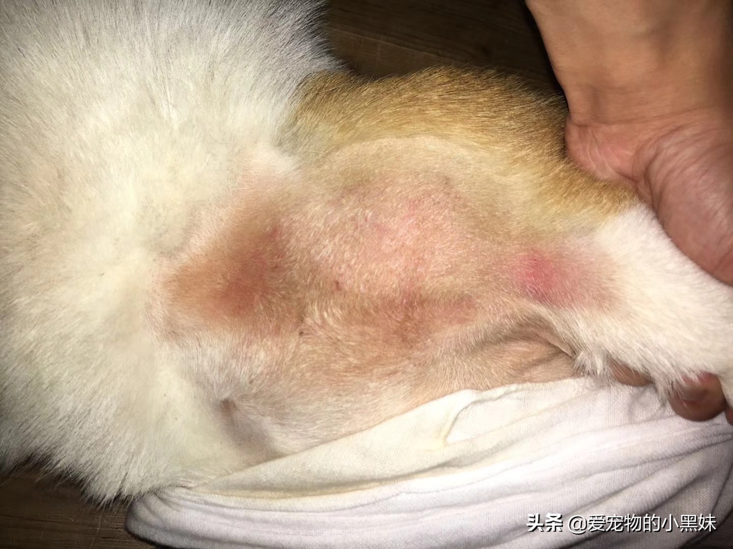 什么是无菌性脂膜炎，如何治疗犬无菌性脂膜炎，一篇文章告诉你