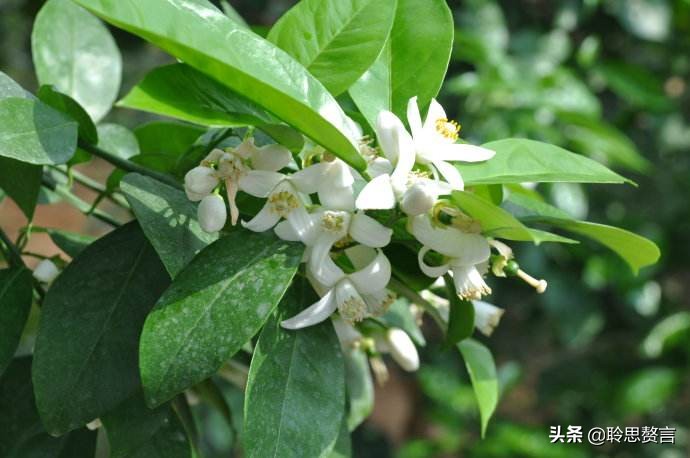 橘柚花诗词精选一十八首蓼岸风多橘柚香，堪怜堪爱还堪惜