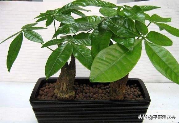 快死的发财树如何救活,如何拯救快死的发财树
