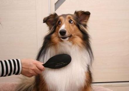 狗狗不爱洗澡怎么解决,狗狗死活不愿意起床