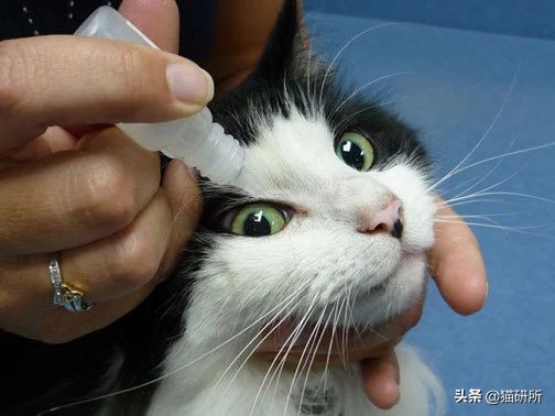 猫咪眼睛突然出分泌物还伴有干呕,猫咪眼睛分泌物突然增多怎么回事