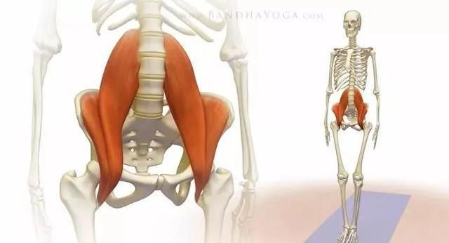 练腹部髂腰肌疼痛怎么恢复,髂腰肌训练时腹股沟疼痛是为什么