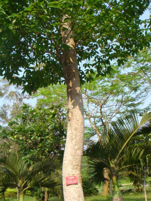 植物有哪些保护自己生存的绝招,植物遇到危险如何防御