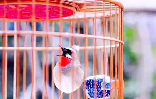 红靛颏和蓝靛颏哪种叫声好听,正宗红靛颏鸟