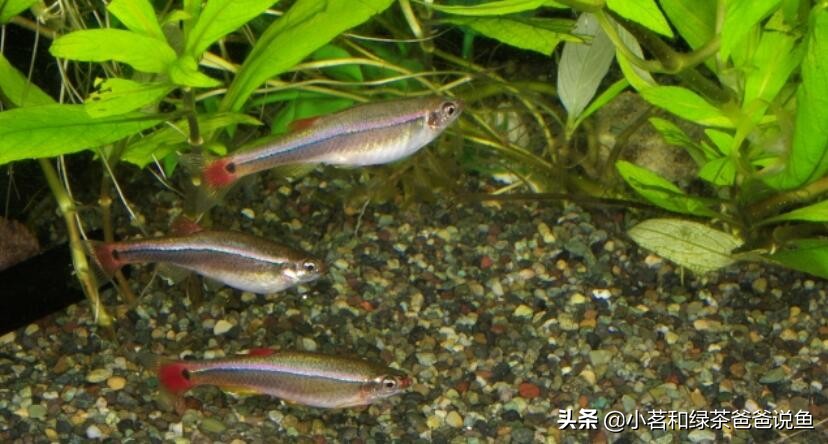 观赏鱼种鱼挑选,鱼种的分类观赏鱼