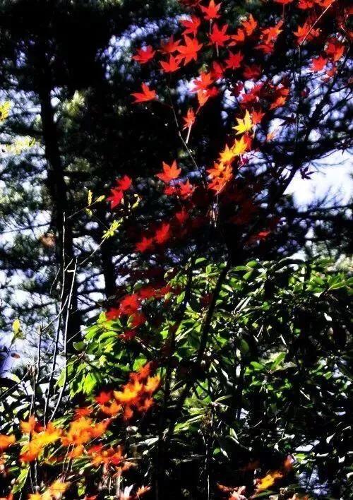 黄山秋景几月去最好,秋天几月份去黄山最好看的花海