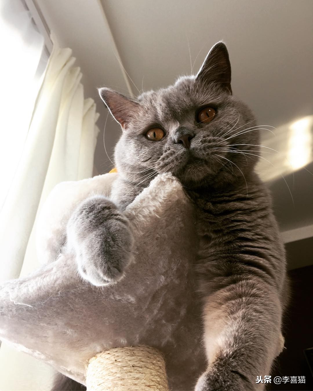 没绝育的公猫想要带回老家,没绝育的公猫很瘦