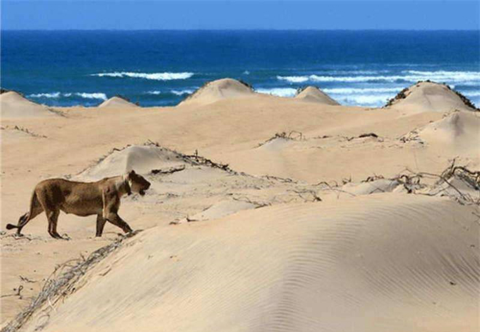 “山海通吃”的海滨之狼,却也时常为食物发愁