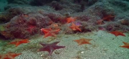 派大星怎么打章鱼,派大星的进击视频