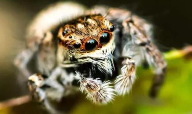 千奇百怪的动物眼睛，它们有各种各样的奇怪用途，和人眼相差甚远