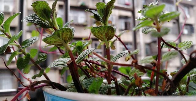 薄荷枯黄怎么办,薄荷徒长怎么办