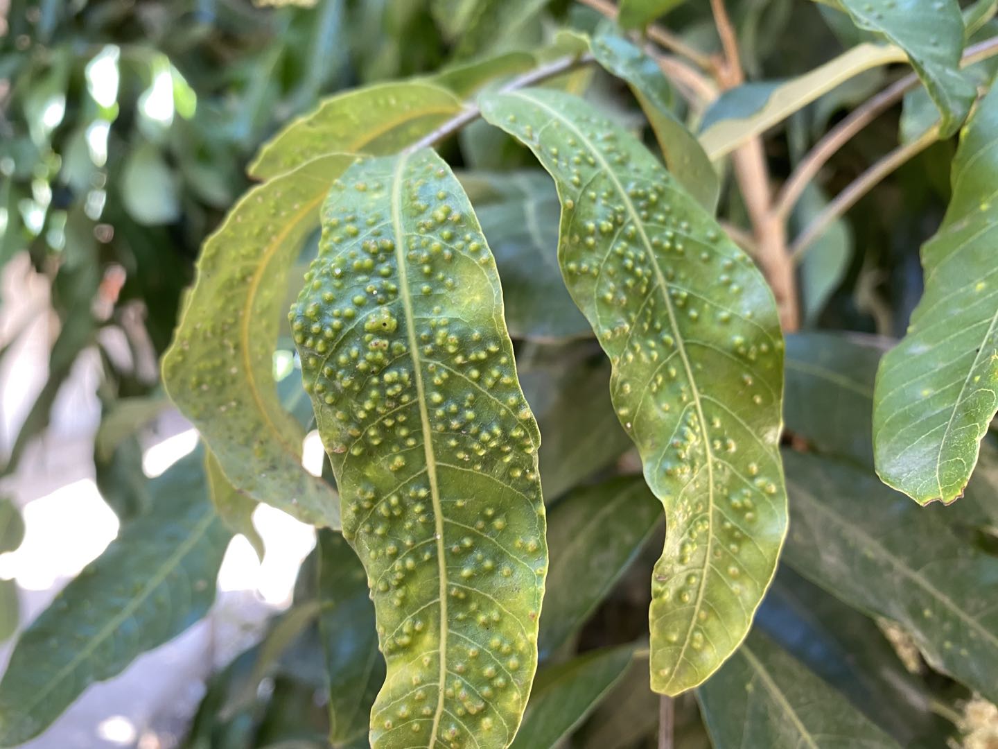 龙眼叶斑点,龙眼叶出现斑点如何处理