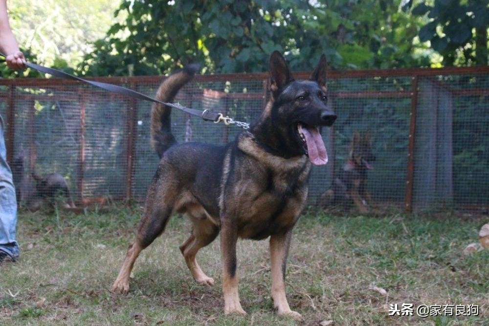 什么品种的昆明犬最好,中华田园犬的骄傲昆明犬